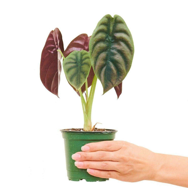 Crimson Majesty Alocasia - A Touch of Botanical Elegance