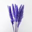 A purple