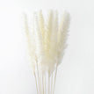 A white