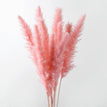 A pink