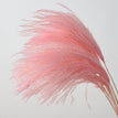 B pink