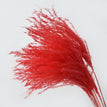 B red