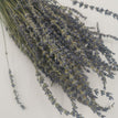 primary purple / 1 bouquet
