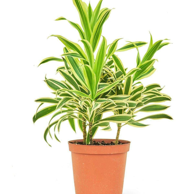 Elegance in Green: Stunning Song of India Dracaena in Artisan Handcrafted Pot