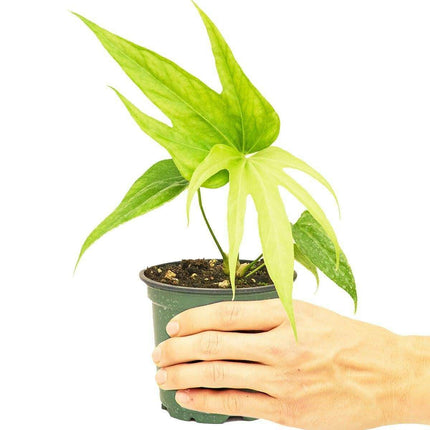 Elegant Anthurium Delight