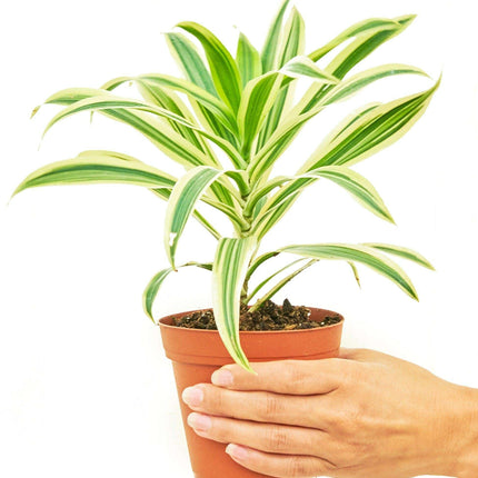 Elegant Dracaena 'Song of India' - Premium Indoor Plant for Luxe Home Styling - Très Elite