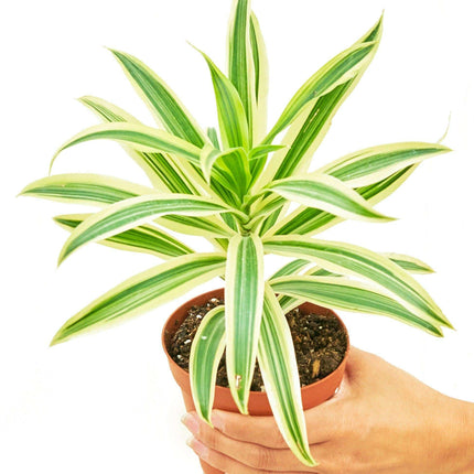 Elegant Dracaena 'Song of India' - Premium Indoor Plant for Luxe Home Styling - Très Elite