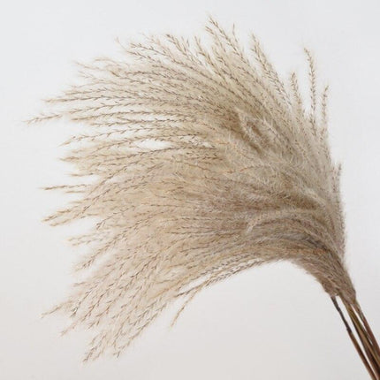 Elegant Dried Floral Arrangement with Pampas Grass - Ideal for Home Decor and Special Occasions