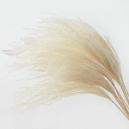 Elegant Dried Floral Arrangement with Pampas Grass - Ideal for Home Decor and Special Occasions