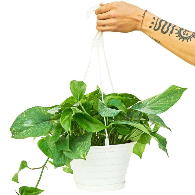 Elegant Golden Pothos: Enrich Your Indoor Retreat