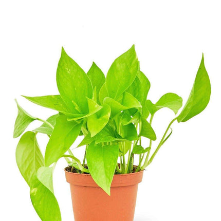 Elegant Golden Pothos - Transform Your Indoor Oasis