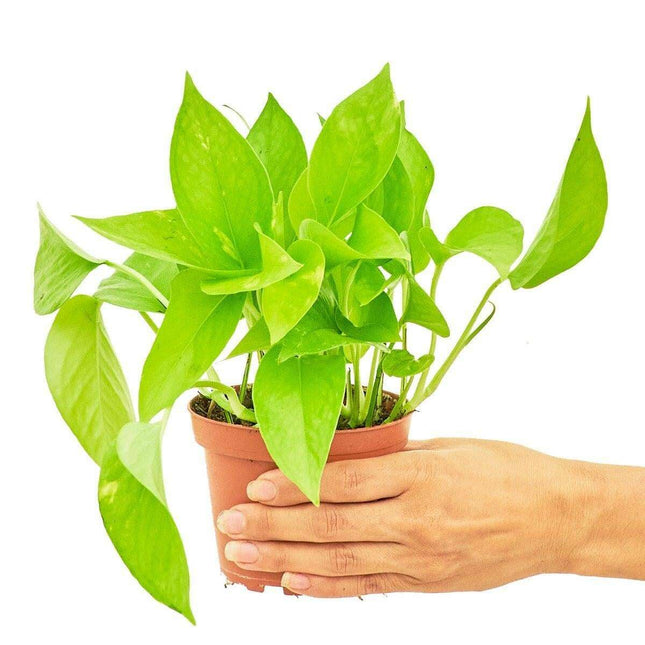 Elegant Golden Pothos - Transform Your Indoor Oasis