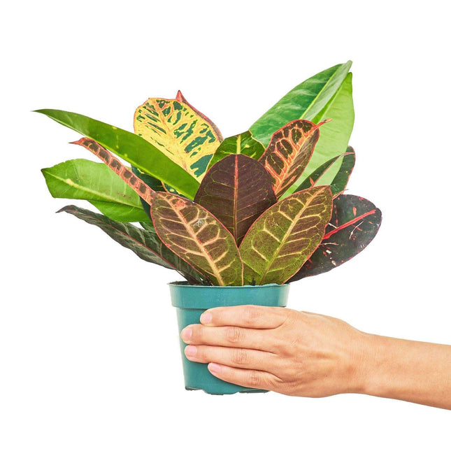 Elegant Mini Croton 'Petra' - Luxurious Indoor Plant for Refined Spaces
