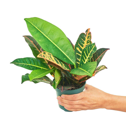 Elegant Mini Croton 'Petra' - Luxurious Indoor Plant for Refined Spaces