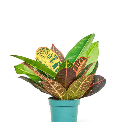 Elegant Mini Croton 'Petra' - Luxurious Indoor Plant for Refined Spaces