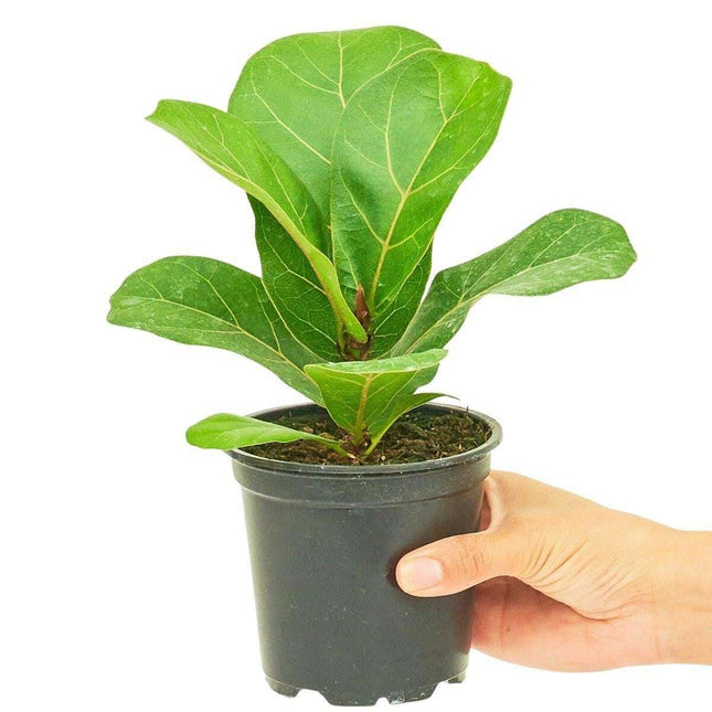 Elegant Mini Fiddle Leaf Fig Set - Premium Indoor Greenery Collection
