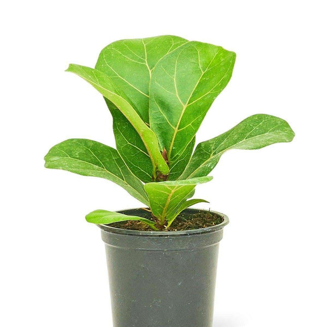 Elegant Mini Fiddle Leaf Fig Set - Premium Indoor Greenery Collection