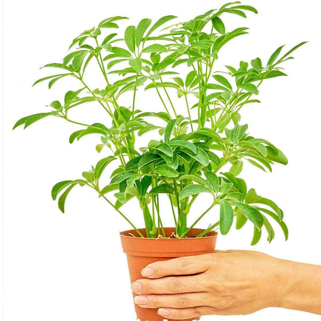 Elegant Miniature Umbrella Tree: Luxe Botanical Charm