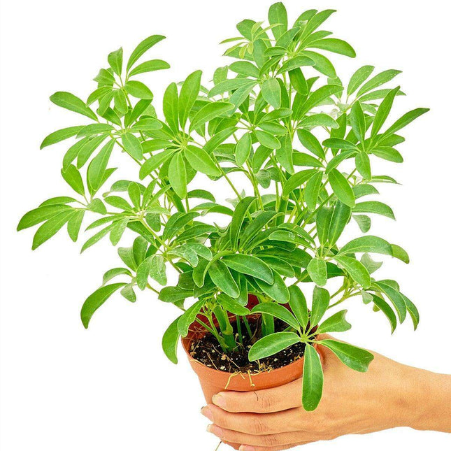 Elegant Miniature Umbrella Tree: Luxe Botanical Charm