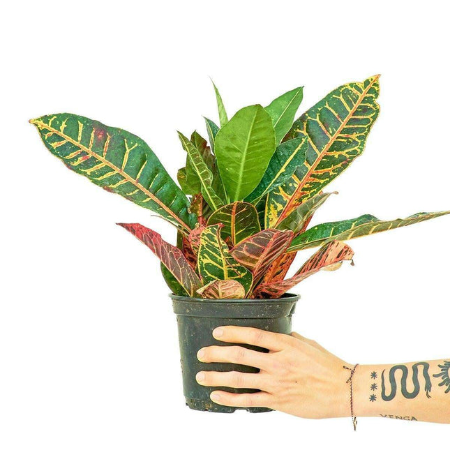 Elegant Petite Croton 'Petra': A Colorful Accent for Your Indoor Oasis