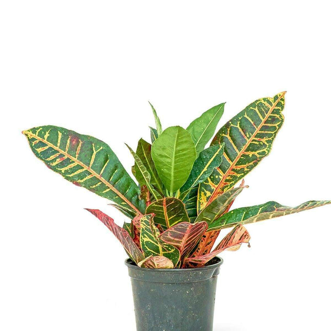 Elegant Petite Croton 'Petra': A Colorful Accent for Your Indoor Oasis