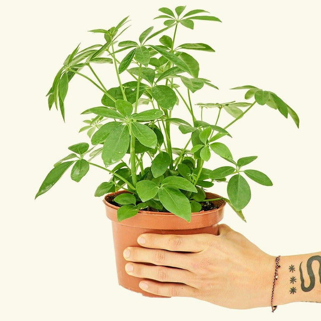 Elevate Your Home Aesthetic with the Elegant Medium Umbrella Tree