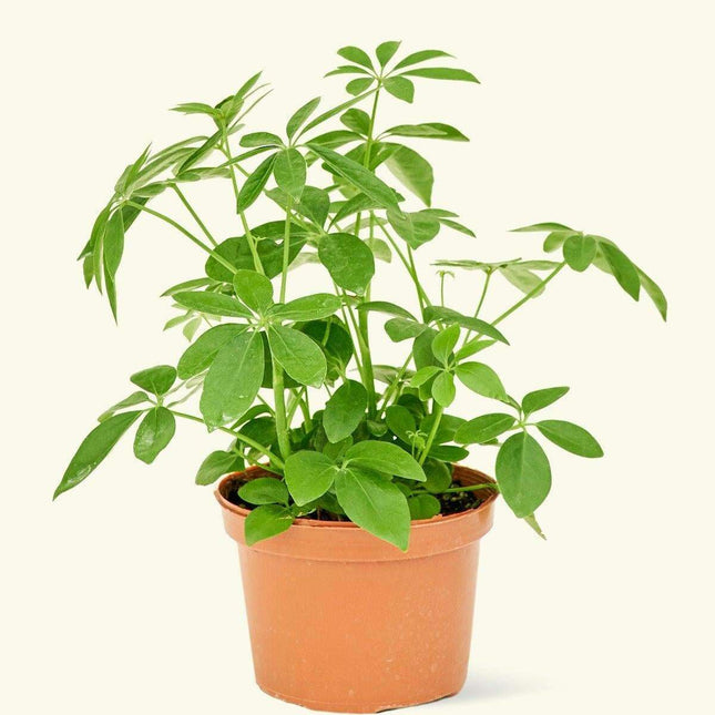 Elevate Your Home Aesthetic with the Elegant Medium Umbrella Tree