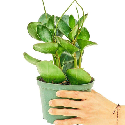 Emerald Oasis: Lush Medium Baby Rubber Plant for Indoor Serenity