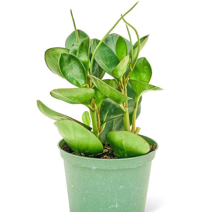 Emerald Oasis: Lush Medium Baby Rubber Plant for Indoor Serenity