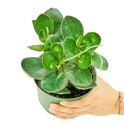 Emerald Oasis: Lush Medium Baby Rubber Plant for Indoor Serenity