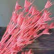 pink / 40g a lot