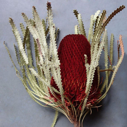 Eternal Banksia Pagoda Floral Arrangement - 30cm Unique Organic Centerpiece for Home and Special Events