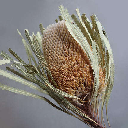 Eternal Banksia Pagoda Floral Arrangement - 30cm Unique Organic Centerpiece for Home and Special Events