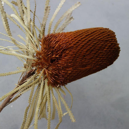 Eternal Banksia Pagoda Floral Arrangement - 30cm Unique Organic Centerpiece for Home and Special Events