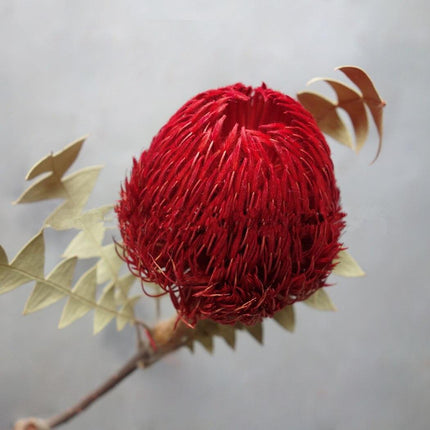 Eternal Banksia Pagoda Floral Arrangement - 30cm Unique Organic Centerpiece for Home and Special Events