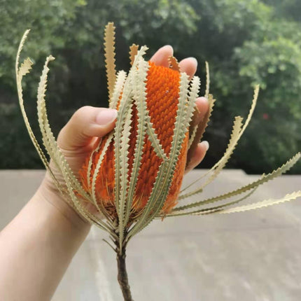 Eternal Banksia Pagoda Floral Arrangement - 30cm Unique Organic Centerpiece for Home and Special Events