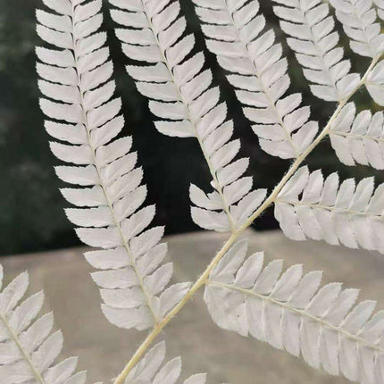 Eternal Green Fiddlehead Ferns Set - 10 Pieces (25x40cm) - Très Elite