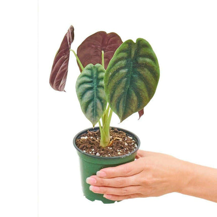 Exquisite Alocasia 'Red Secret' - Vibrant Green and Red Textured Leaves for Your Home