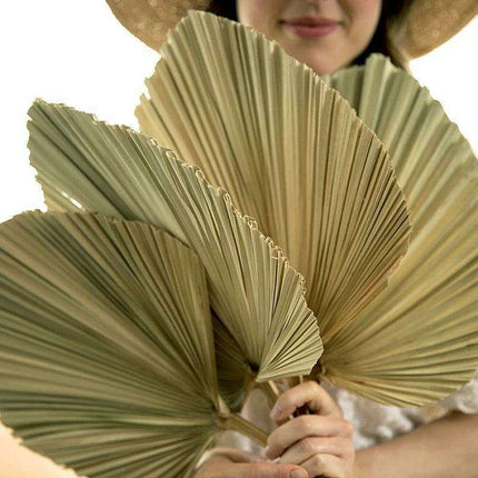 Exquisite Bohemian Dried Palm Fronds Collection - Très Elite