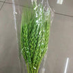 light graeen / 50pcs a lot