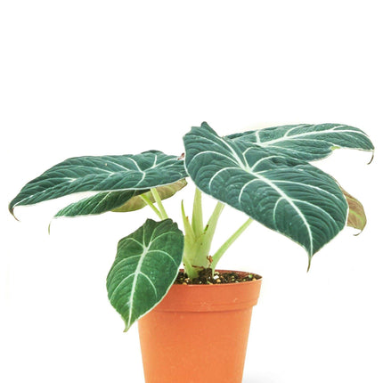 Gorgeous Black Velvet Alocasia - Chic Miniature Marvel