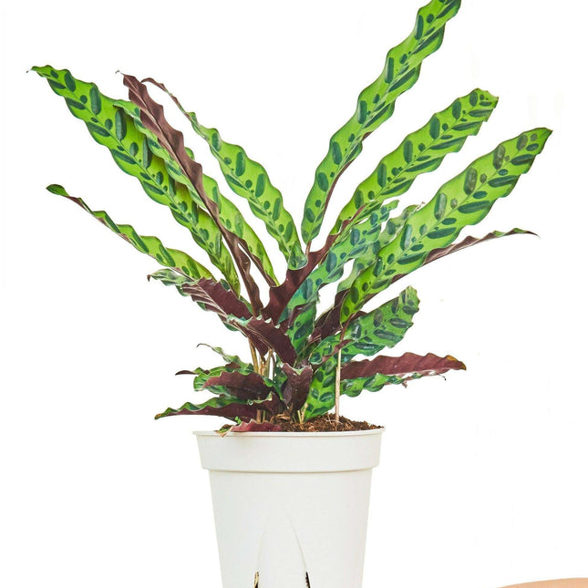 Grand Wavecrest Calathea - Stunning Decorative Plant for Home and Office