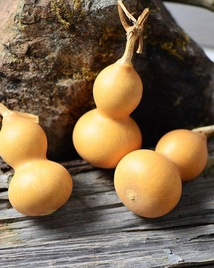 Natural Elegance 10-Piece Dried Gourd and Eternelle Plant Decor Set