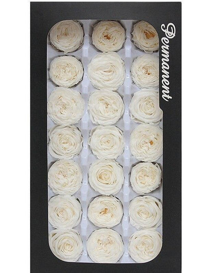 Austin Rose Miniature Bouquet - Luxurious Preserved Grade A Flowers for Timeless Décor and Gifting