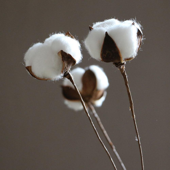 Southern Charm White Cotton Branches - Set of 10 Dry Flower Stems