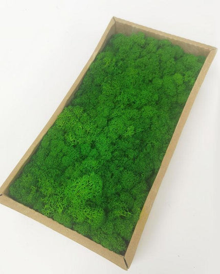 Lush Green Moss Wall Art: Nature's Timeless Beauty