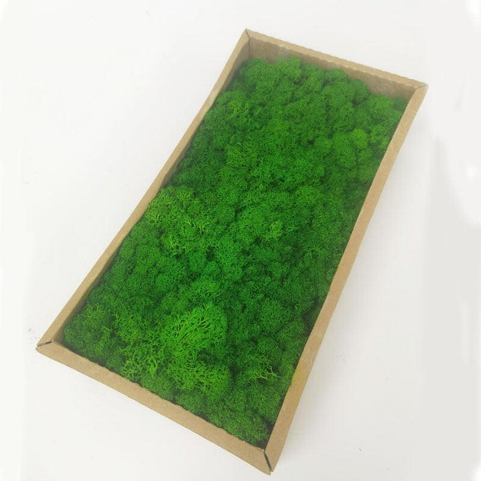 1000g Evergreen Moss Art Piece