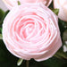 Luxe Hydrating Rose Floral Set - 5-Piece Realistic Artificial Arrangement