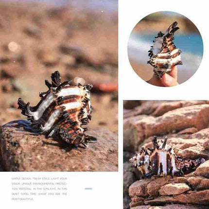 Mediterranean Natural Black Snail Shell Decor with Conch Accent for Micro-Landscapes