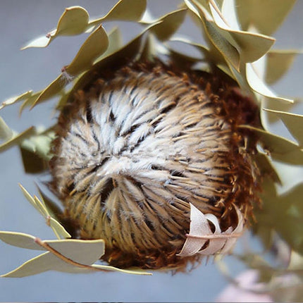 Eternal Banksia Pagoda Floral Arrangement - 30cm Unique Organic Centerpiece for Home and Special Events